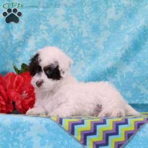 Chipmunk, Toy Poodle Puppy